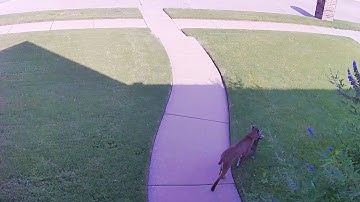 Reolink Captures: Urban Bobcat with Dinner in its Mouth