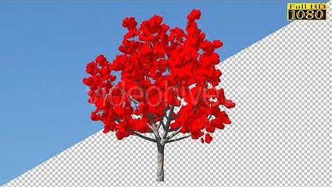 Valentine`s Tree With Hearts | Motion Graphics - Envato elements