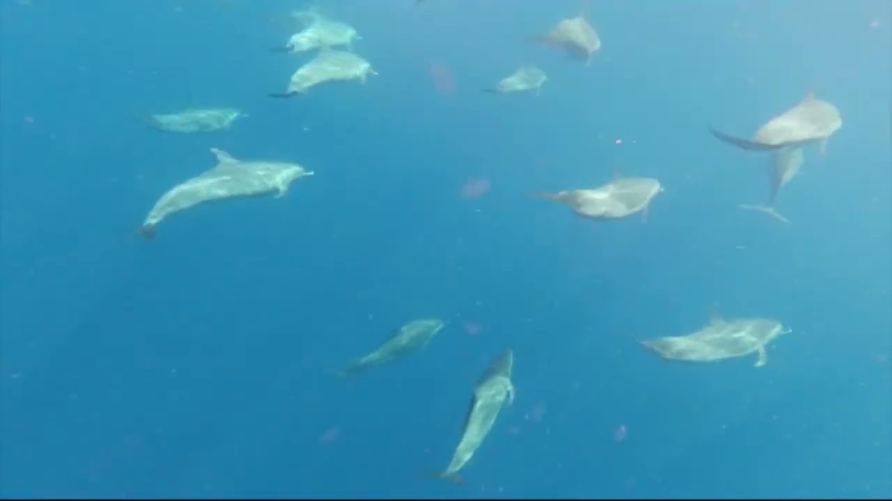 vidéo dauphin soleil excursions