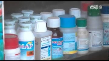 VTC14_Cây tiêu chết hàng loạt vì thuốc bảo vệ thực vật giả