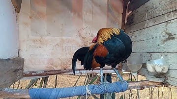 30 (1)tu qaibf2 no muag lawm nawb. 2023