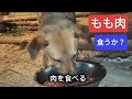 鹿のもも肉、犬飯作り
