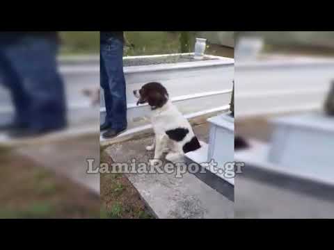 LamiaReport.gr: Απίστευτο - Ο σκύλος στην κηδεια του αφεντικού του