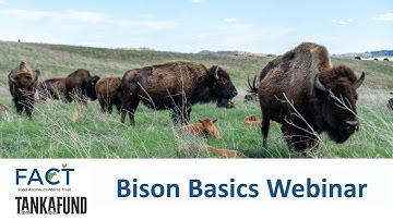 Bison Basics