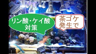 海水魚水槽 茶ゴケがでたらリン酸対策 Youtube