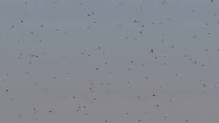 Tree Swallows III