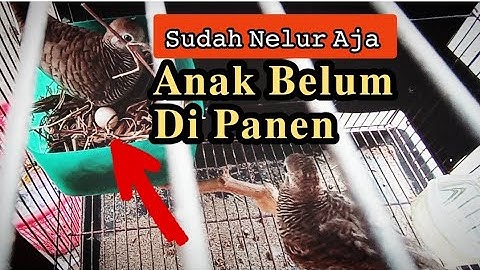CARA TERNAK PERKUTUT Agar Cepat Bertelur dan Produksi Lancar, Tips Budidaya Burung Perkutut