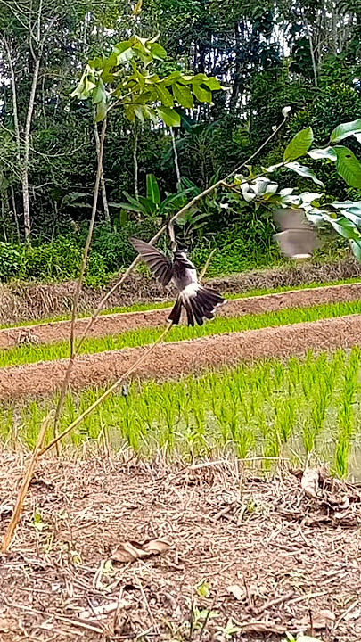 Spil Pikat Burung Kutilang Paling Ampuh