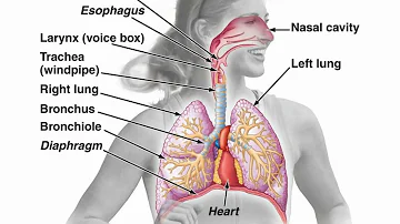 Quelle est la différence entre le larynx et le pharynx ?