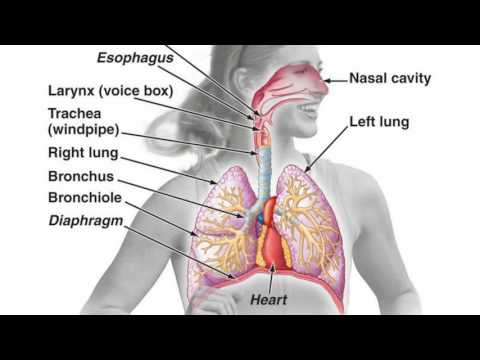 Difference Between Pharynx and Larynx