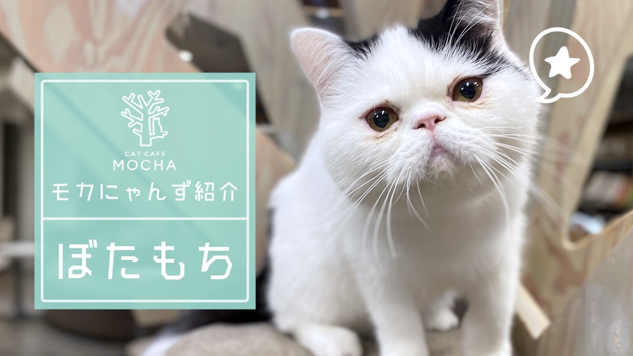 ぼたもち(エキゾチックショートヘア♂) 渋谷公園通り店 - YouTube