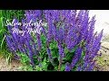 How to care for Salvia "May Night"