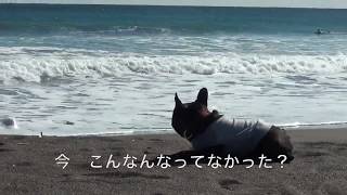 ボディボード練習会20190128【ドルフィンズ】