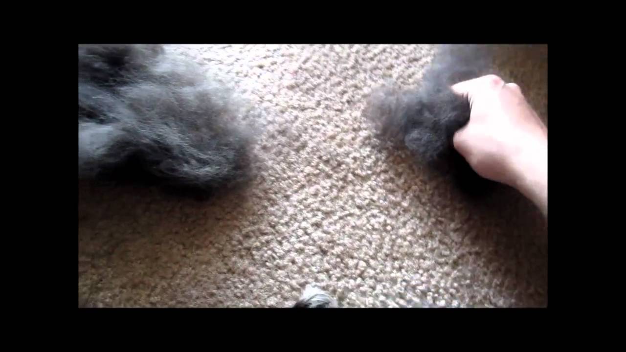 How much do Border Collies shed? - YouTube