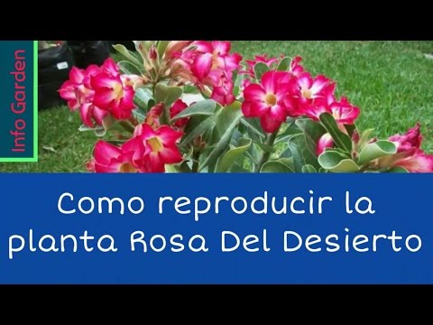Vídeo: Com Cultivar Roses En Un Hivernacle
