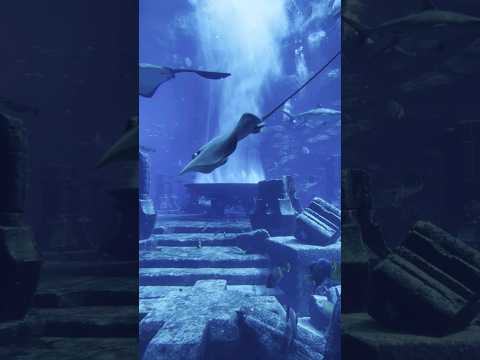 Dubai, The Lost Chambers  Aquarium ❤️🐠🐟 #fish #shorts #ytshort #dubai