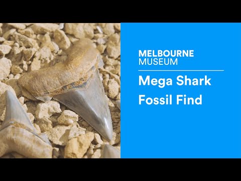 Mega shark fossil find