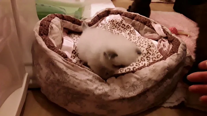 Video 918631: persian himalayan kittens, amazing persian, walk persian, persian boy, black persian, gardens cattery