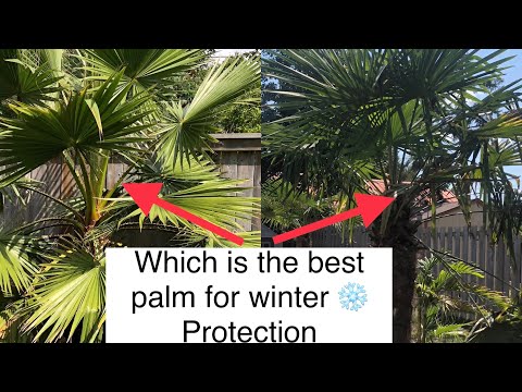 Video: Pindo Palm Wintersorg: Leer oor kouebeskerming vir 'n Pindo-palm