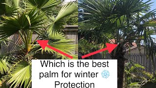 The best Palm for winter protection in a freezing cold climate