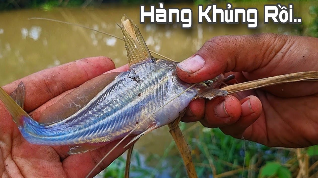 Tập 25 - Câu Cá Rô Đồng Mà Gặp Phải Bầy Cá Này Thì Không Thể Bỏ Qua Được, Kho Khô Sả Bao Ngon