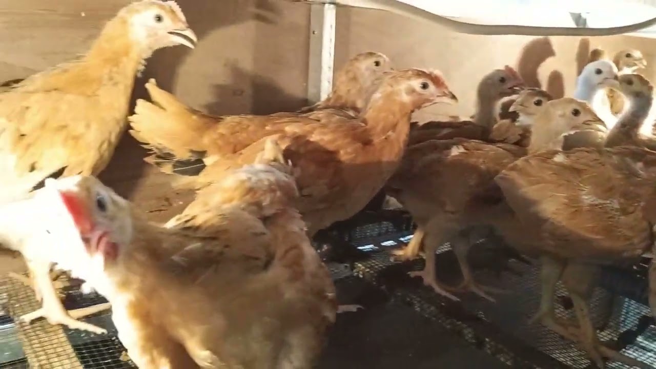 #55 VLOG DOC MERAWANG 1 BULAN