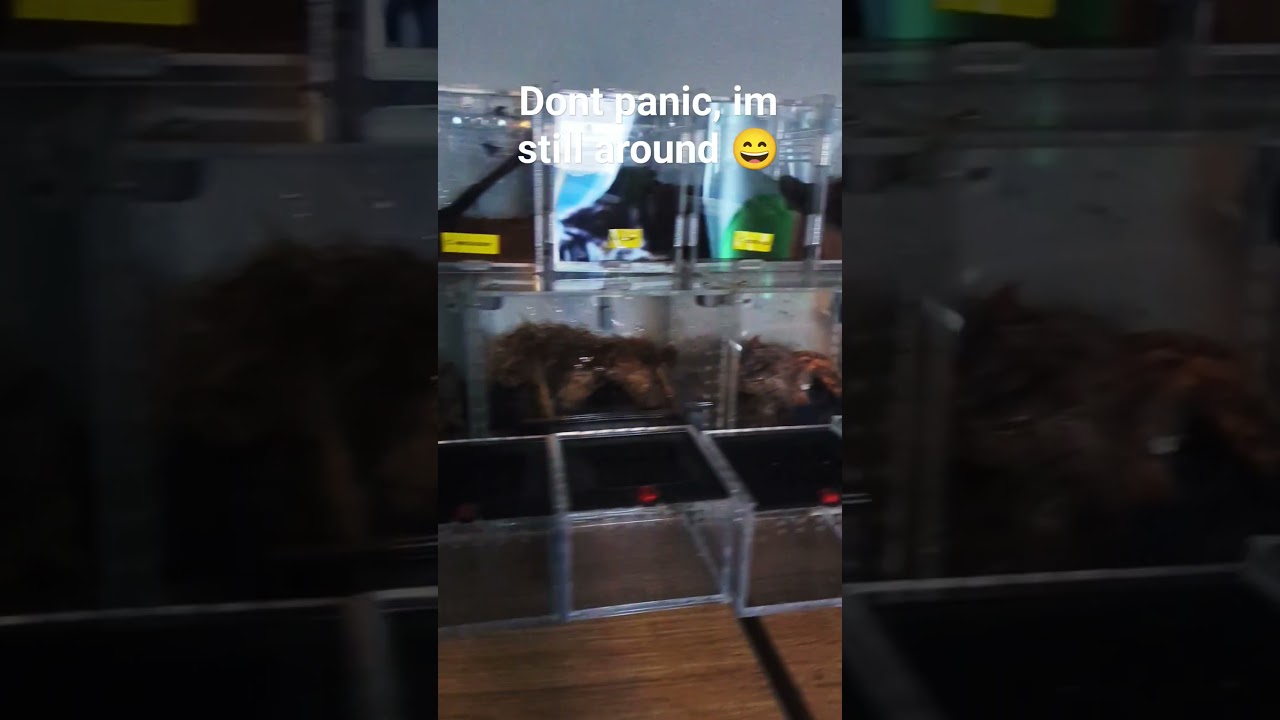 Baby (and small) Tarantula shelf! 