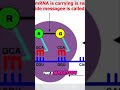 tRNA and mRNA: Decoding Protein Synthesis in Cells #shorts