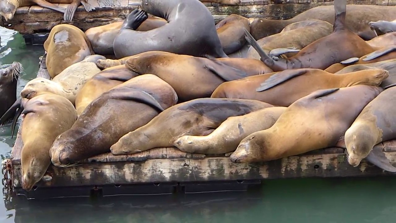 フィッシャーマンズ ワーフのオットセイ サンフランシスコ Sealion Of Fisherman S Wharf Sanfrancisco Youtube