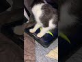 Shorty stole my iPad #kitten  #ipad