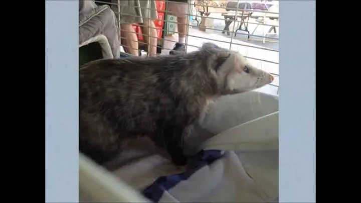 FGCU Civic Engagement Project- CROW