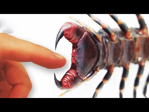 أكثر 10 لدغات وعضات ايلاما فى عالم الحيوانات والحشرات 