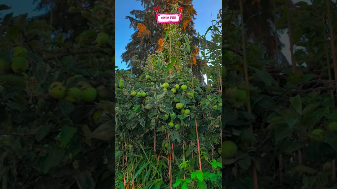 🍎 MAGICAL APPLE TREE IN MY GARDEN! 🌳 See how nature grows beauty!