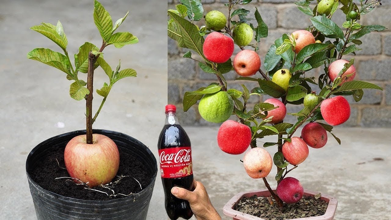 New Techniques for Breeding Guava Tree In Apple Fruit Using Coca Cola to Promote 100% Fruiting