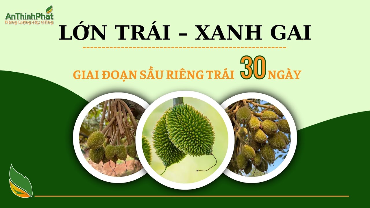 GIẢI PHÁP LỚN TRÁI - XANH GAI - GIAI ĐOẠN SẦU RIÊNG TRÁI 30 NGÀY | An Thịnh Phát