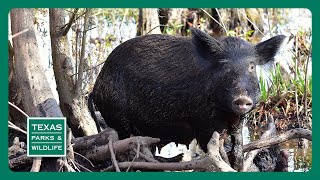 PBS Preview - Feral Pig Cookoff, Quail Ranch & Kickapoo Cavern