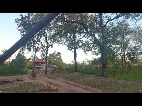 រាល់ថ្ងៃមិនស្ងាត់ទេបានញោមៗឃ្វាលគោជាគ្នា ហេហេ!