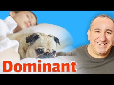Video: How To Handle A Dominant Dog?