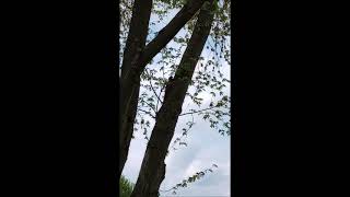 Two Robins attacking Squirrel #shorts #nature #birds
