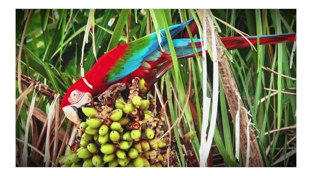 Brasil: South Pantanal