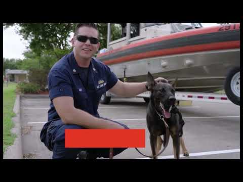 Video: Pet Scoop: Pobrežná stráž šetrí strateného psa z zamrznutého jazera, NBC sponzori Sprievodca výcvikom psov