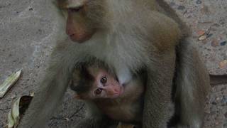 Baby Monkey Video Part 6