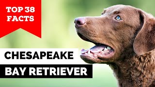 99% of Chesapeake Bay Retriever Owners Don't Know This
