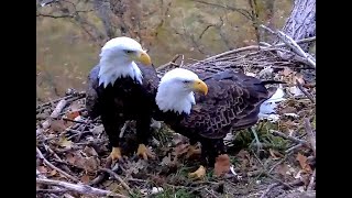 Nestorations for Decorah North Eagles. Explore.org 12 October 2022