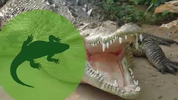 What birds hang out with alligators?
