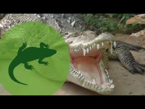 Why Do American Alligators Attack People but American Crocodiles Don’t?
