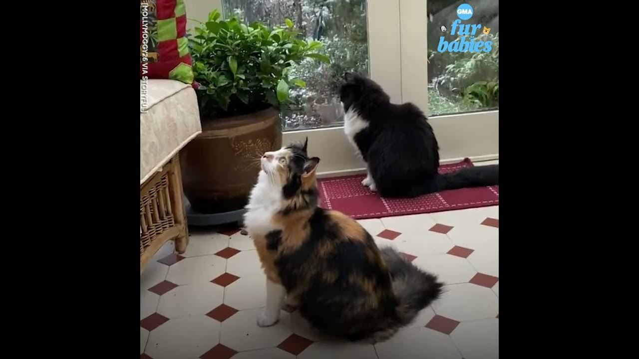 Two cats see snow and can’t look away YouTube