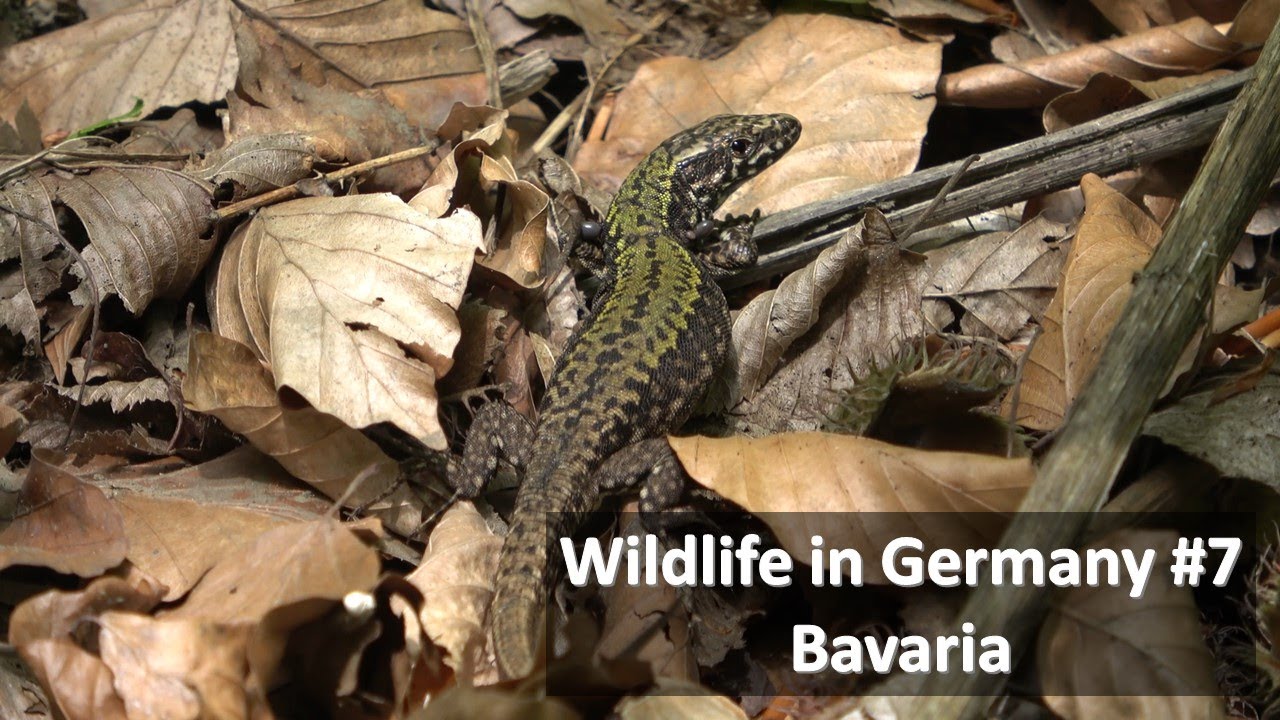 common-wall-lizard-grass-snake-common-goldeneye-more-wildlife