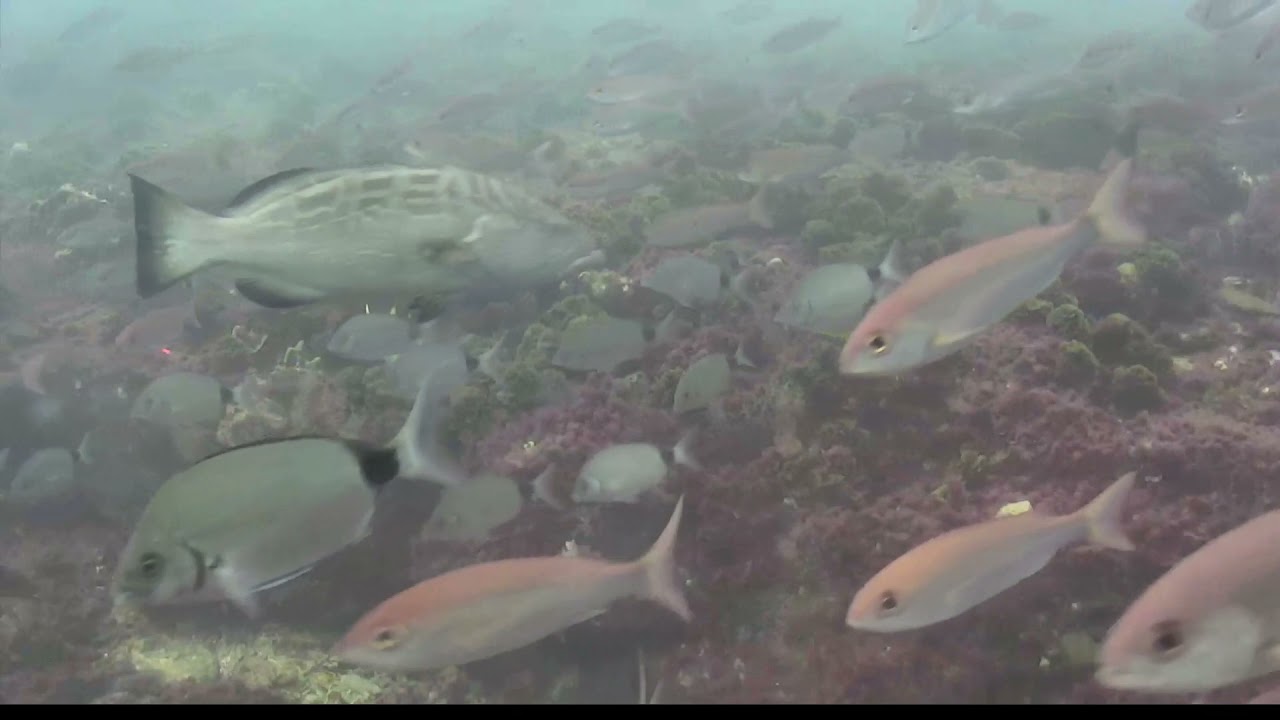 black grouper Mycteroperca bonaci 2021 07 31 1538EDT mrbuck