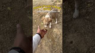 Day 59 / Tag your foodie friends 😍| Chicken party in village 🌴| Chicken recipe 😋 #shorts #village